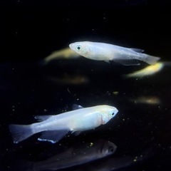 MIXメダカ（幹之・オロチなど）稚魚〜幼魚　※1匹　※引き取り限定の画像