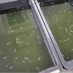 MIXメダカ（幹之・オロチなど）稚魚〜幼魚　※1匹　※引き取り限定の画像