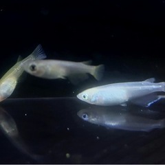 MIXメダカ（幹之・オロチなど）稚魚〜幼魚　※1匹　※引き取り限定の画像