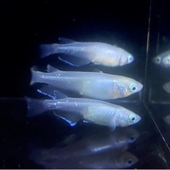 MIXメダカ（幹之・オロチなど）稚魚〜幼魚　※1匹　※引き取り限定