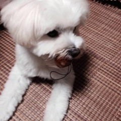 胃がん　輸血犬の協力お願いします