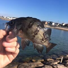 穴釣りなど一緒に釣りしませんか？ - 南房総市