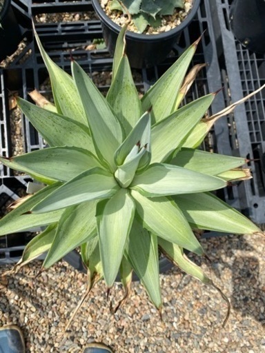 アガベ　デスメティアーナ　クイックシルバー　①