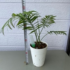 テーブルヤシ① 高さ約40cm