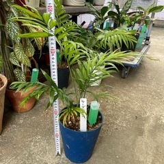 テーブルヤシ② 高さ約50cm