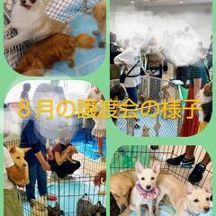 ９月２５日 保護犬・保護猫　譲渡会 - 甲賀市