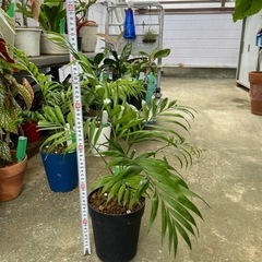 テーブルヤシ③ 高さ約60cm