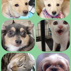 ９月２５日 保護犬・保護猫　譲渡会 - その他