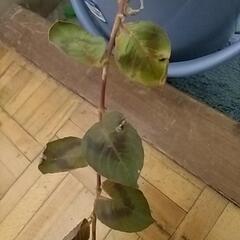 グランドカバーになる植物