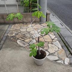 イチヂク　苗