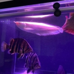 アルビノシルバーショート50cm前後