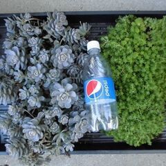 地植え用セダム　雑草除け　グランドカバー　