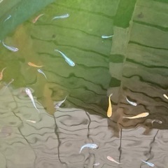 MIXメダカ50匹＋αセット（2022.8.29-2）の画像