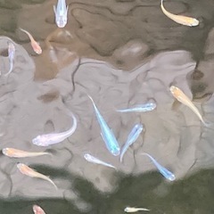 MIXメダカ50匹＋αセット（2022.8.29-2）の画像