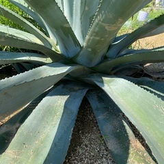 アガベ　オアハカセンシス Yahoo!オークション - Agave americana v. oaxacensis アガベ