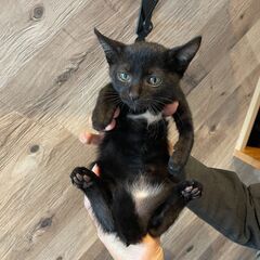 胸の白い模様がかわいい黒猫の子猫「中丸」くん🥰