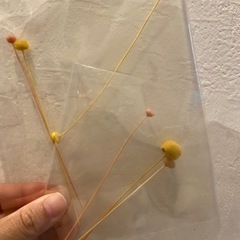 ハーバリウム　ドライフラワー の画像