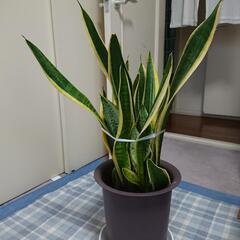 観葉植物「サンスベリア」の画像