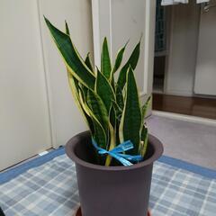 観葉植物「サンスベリア」の画像