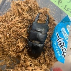 神奈川県伊勢原市産ヒラタクワガタの画像