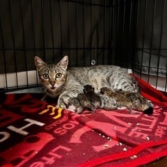 キジトラの子猫里親募集中