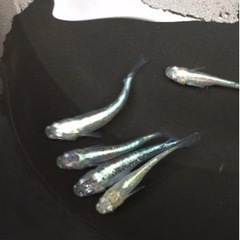 ★第5回うぐいすメダカ即売会★