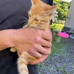 里親募集 - 猫