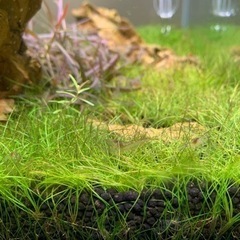 熱帯魚　アルジーライムシュリンプ　10匹