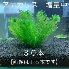 アナカリス・20㎝前後・30本　メダカの産卵　ザリガニのエサなどに！