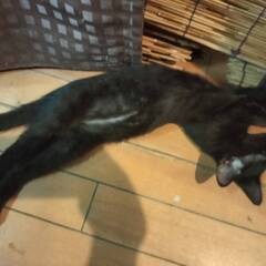 真っ黒スリム子猫3か月♂　大人猫も人間も大好き