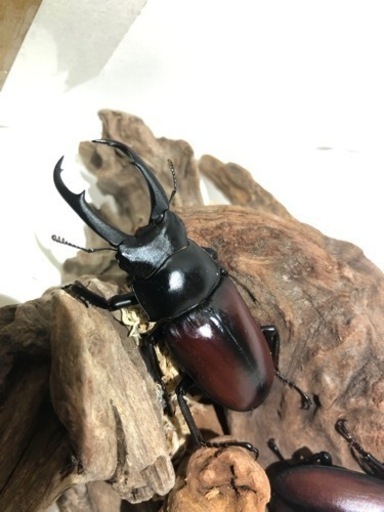 ドンキエル コクワガタ原名亜種ペアⅡ