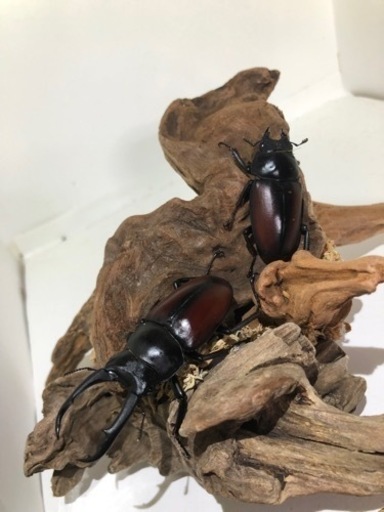 ドンキエル コクワガタ原名亜種ペアⅡ
