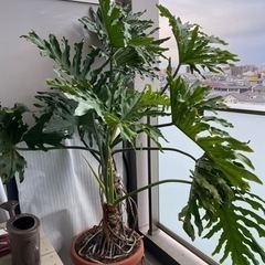 観葉植物インテリア