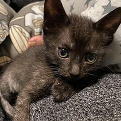 おっとり慎重派の黒猫君