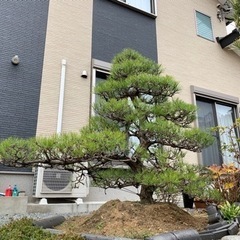 剪定及び草払い
