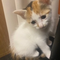【譲渡完了】三毛ちゃん