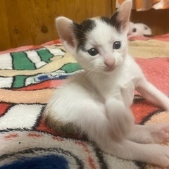 【譲渡完了】三毛猫姉妹