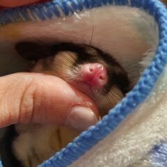 里親募集　フクロモモンガ　オス