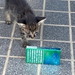 飼い主不在確認済みオス猫^ - ^でーす