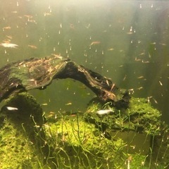 オパエウラシュリンプ　1匹