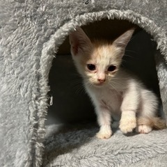 子猫　2匹　メス　1か月と1週間