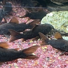 熱帯魚恵庭コリドラスベネズエラブラック　の画像