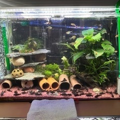 熱帯魚恵庭コリドラスベネズエラブラック　の画像