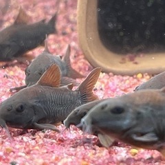 熱帯魚恵庭コリドラスベネズエラブラック　