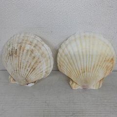 貝皿 貝殻 ハンドメイド パーツ 二枚貝 100個の画像