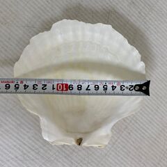 貝皿 貝殻 ハンドメイド パーツ 二枚貝 100個の画像