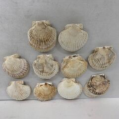 貝皿 貝殻 ハンドメイド パーツ 二枚貝 100個の画像