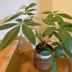 【受け渡しの方決定しました】観葉植物　パキラ　鉢付き