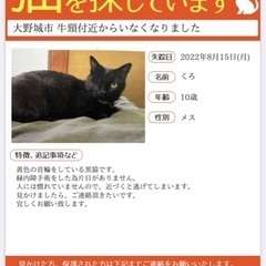 迷子猫探してます