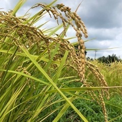 令和4年新米コシヒカリ　玄米30キロ